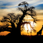 Africa
