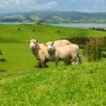 New Zealand