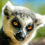 Madagascar