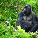 Rwanda