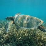 New Caledonia