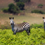 Malawi
