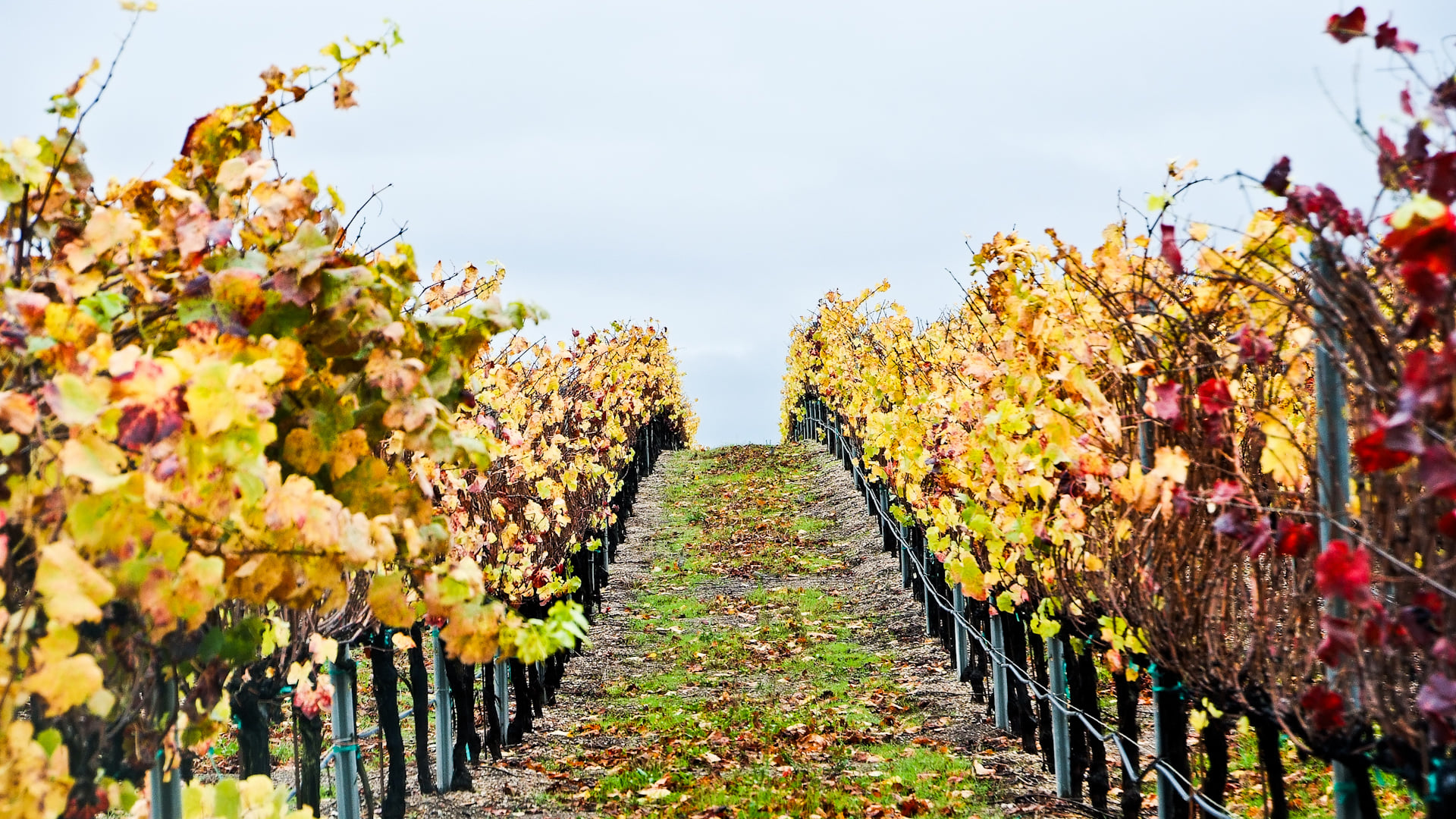 Santa Maria:Home of the Sweetest of Wines