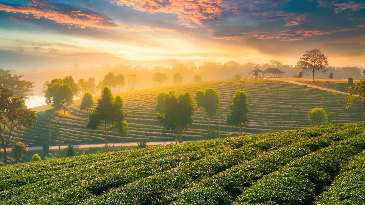 Chiang Rai : Visit the Cultural Hub of Northern Thailand