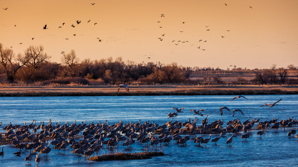 Grand Island (Nebraska)：The Heart of Nebraska that Holds History Along with Its Rivers and Home to Exotic Creatures Around the World